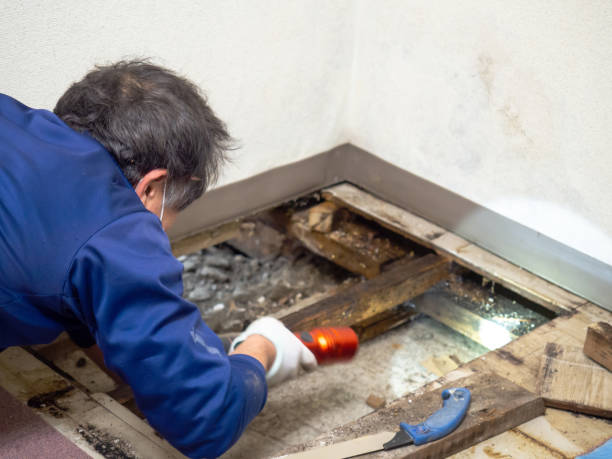 Best Same-Day Mold Removal  in Citrus Park, FL