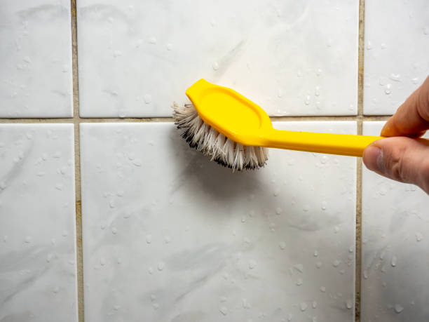 Best Professional Mold Removal  in Citrus Park, FL