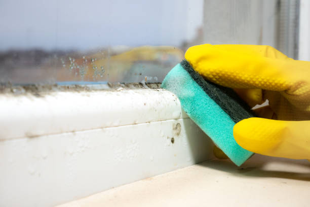 Best Mold Damage Repair  in Citrus Park, FL