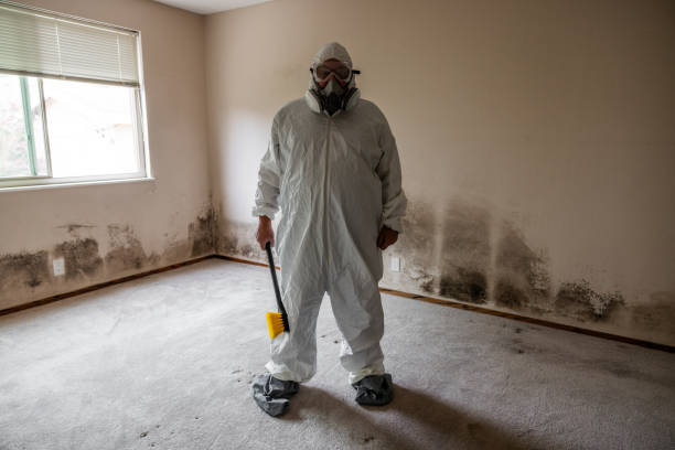 Mold Removal Process in Citrus Park, FL