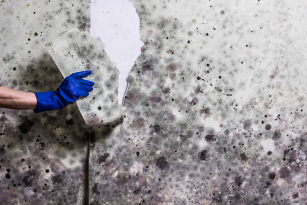 Best Mold Remediation Services  in Citrus Park, FL