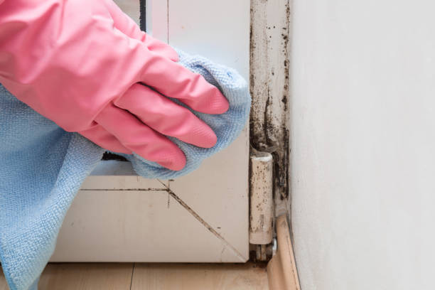 Best Toxic Mold Removal  in Citrus Park, FL