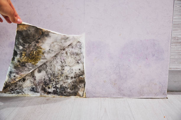 Best Office Mold Removal Services  in Citrus Park, FL